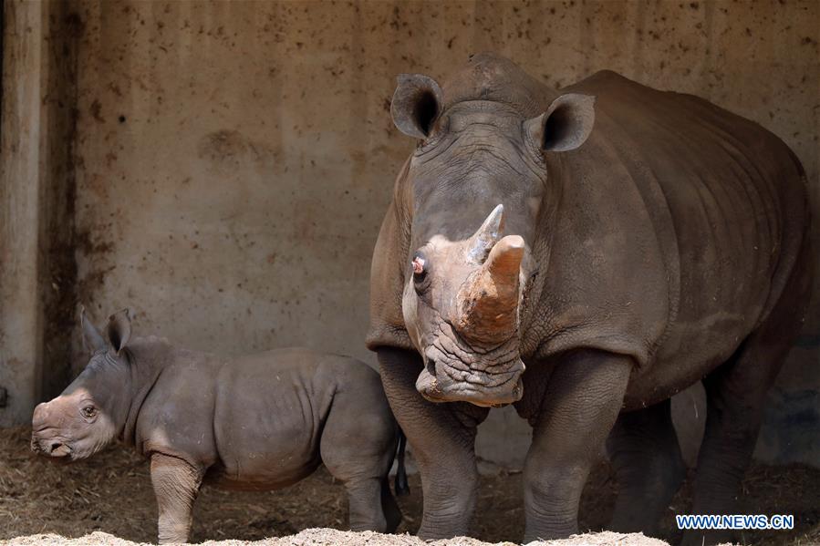 ISRAEL-RAMAT GAN-WHITE RHINOCEROS-NEW BORN