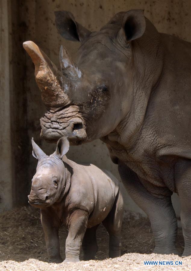 ISRAEL-RAMAT GAN-WHITE RHINOCEROS-NEW BORN