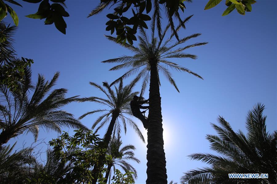 MIDEAST-GAZA-DATES-HARVEST