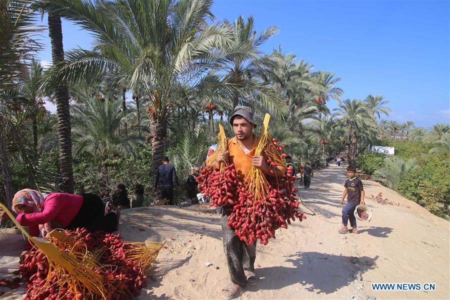 MIDEAST-GAZA-DATES-HARVEST