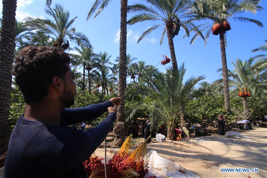 MIDEAST-GAZA-DATES-HARVEST