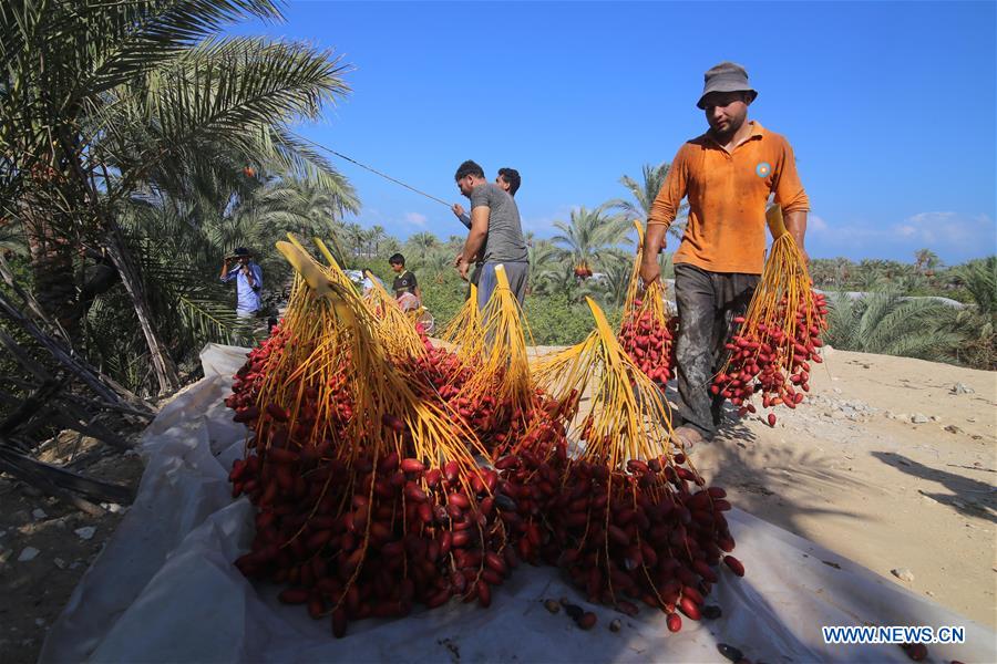 MIDEAST-GAZA-DATES-HARVEST
