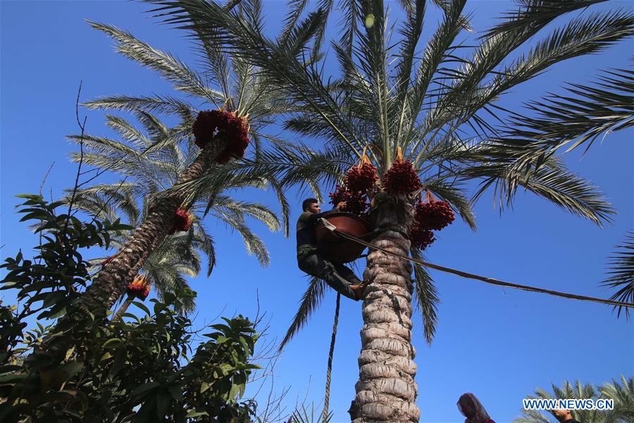 MIDEAST-GAZA-DATES-HARVEST