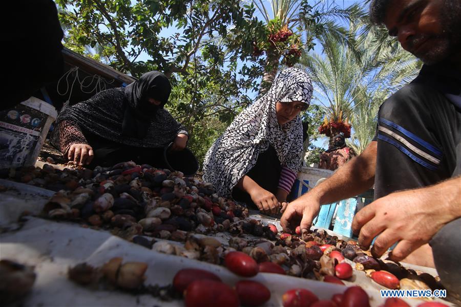 MIDEAST-GAZA-DATES-HARVEST