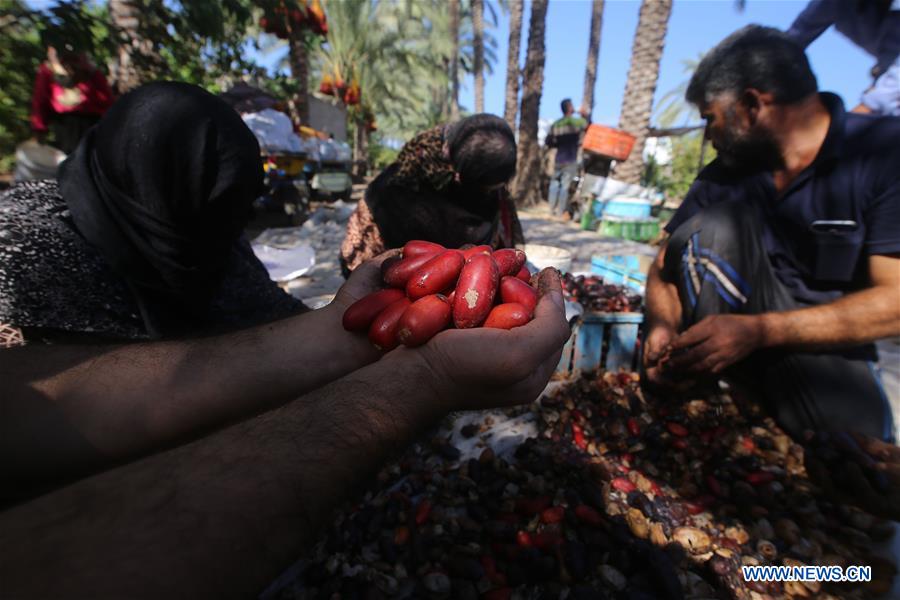 MIDEAST-GAZA-DATES-HARVEST