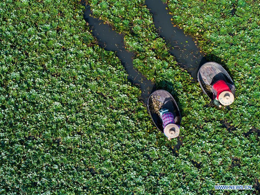 CHINA-ZHEJIANG-HUZHOU-WATER CALTROP-HARVEST (CN)