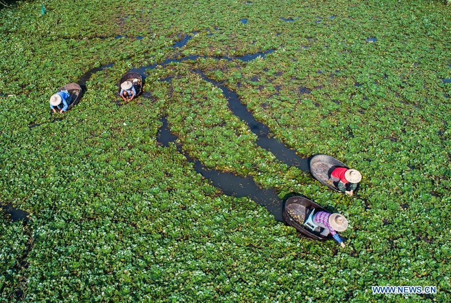 CHINA-ZHEJIANG-HUZHOU-WATER CALTROP-HARVEST (CN)