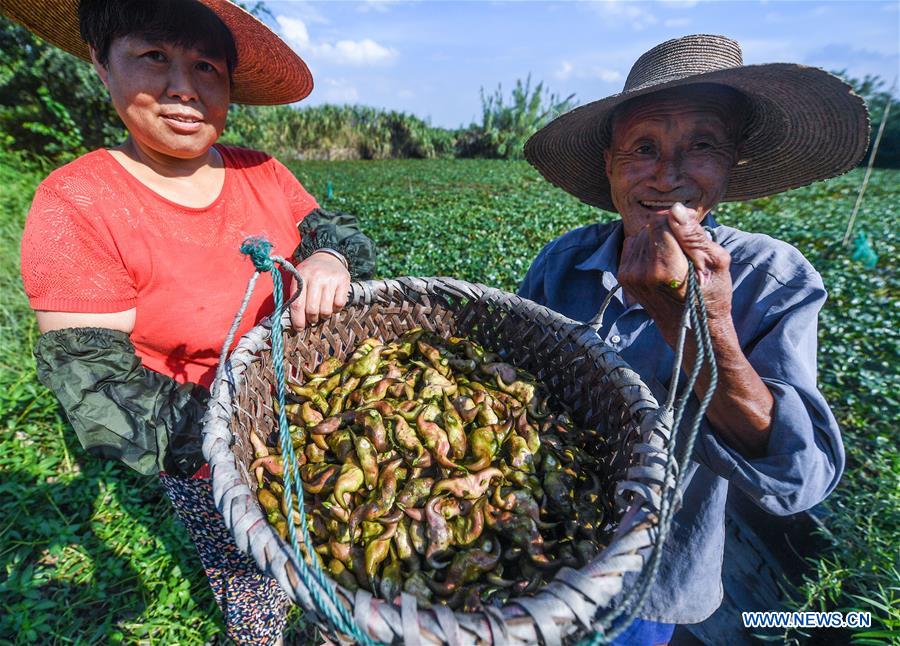 CHINA-ZHEJIANG-HUZHOU-WATER CALTROP-HARVEST (CN)