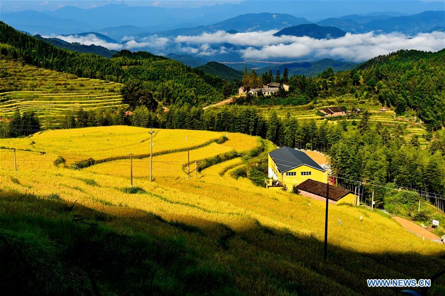 CHINA-FUJIAN-WUYI MOUNTAIN-HARVEST(CN)