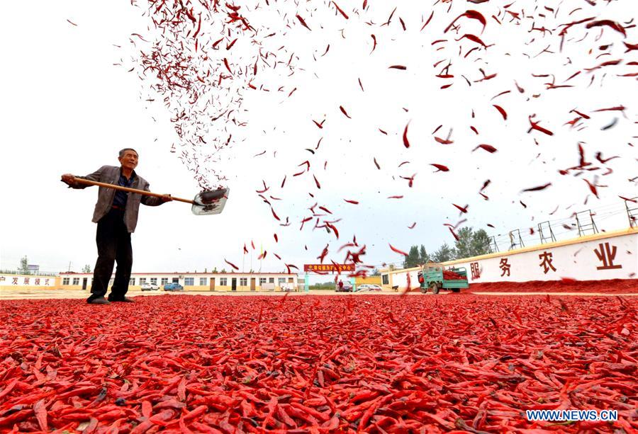 CHINA-HEBEI-RED PEPPER-HARVEST (CN)