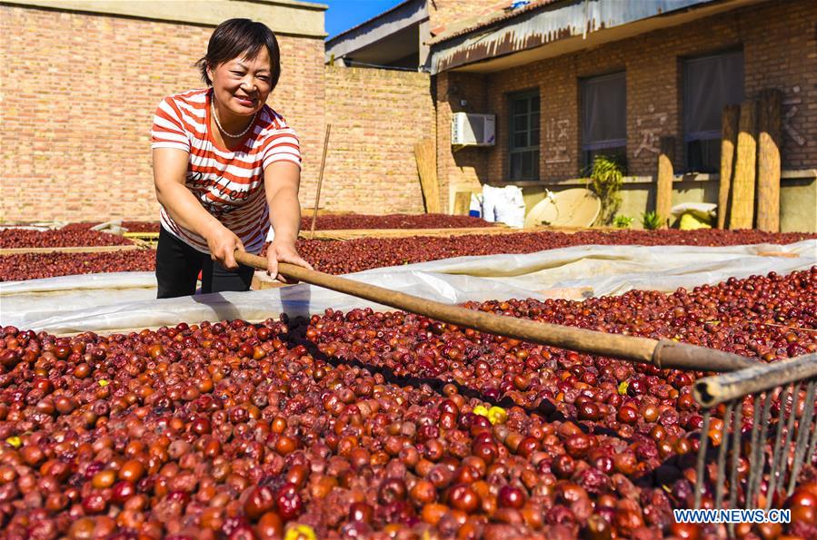 CHINA-HEBEI-ZAOQIANG-RED DATES-HARVEST (CN)
