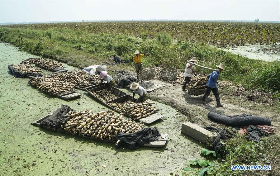 CHINA-HUBEI-AGRICULTURE-LOTUS ROOT-HARVEST (CN)