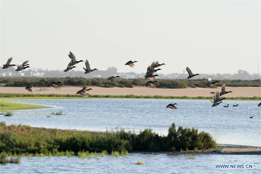 TUNISIA-GAMMARTH LAKE-BIRDS-MIGRATION