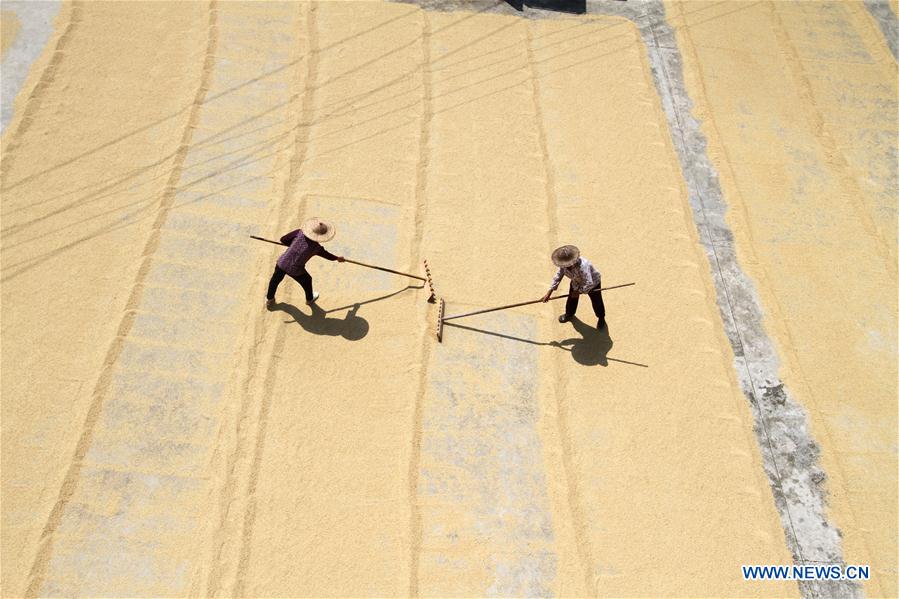 #CHINA-AUTUMN-FARMWORK (CN)