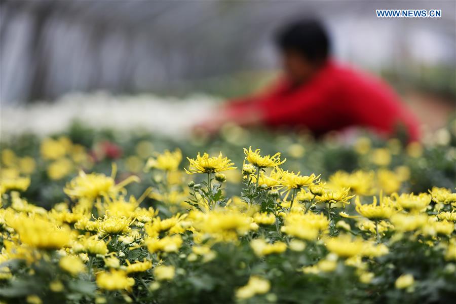 #CHINA-SHANDONG-LINYI-FLOWERS (CN)