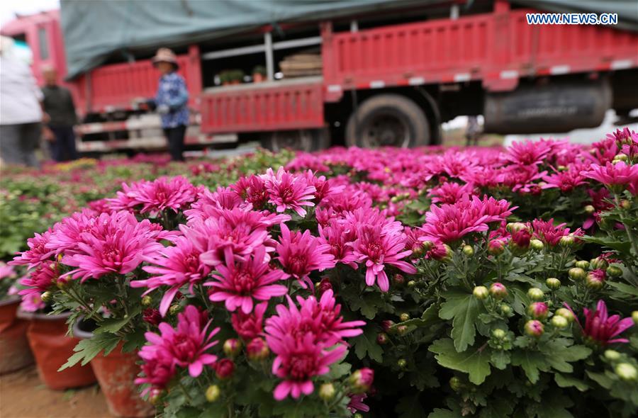 #CHINA-SHANDONG-LINYI-FLOWERS (CN)