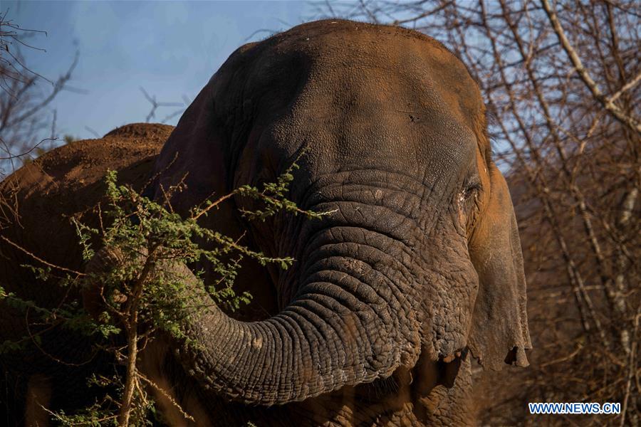 RWANDA-ELEPHANT-MUTWARE-FILE