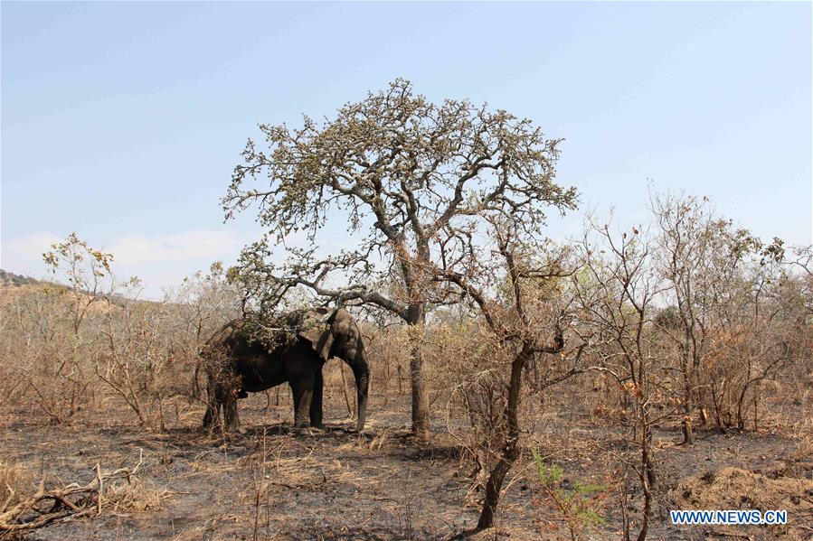 RWANDA-ELEPHANT-MUTWARE-FILE