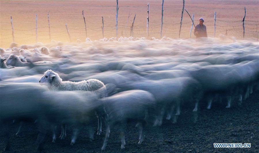 #CHINA-HEBEI-SAIHANBA-GRASSLAND (CN)