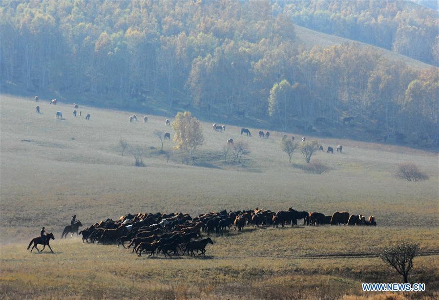 #CHINA-INNER MONGOLIA-GRASSLAND-HERDING (CN)