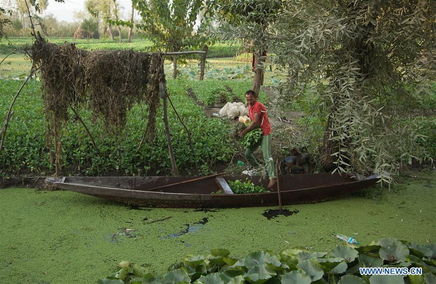 KASHMIR-SRINAGAR-DAILY LIFE