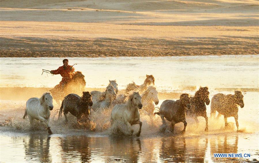 #CHINA-INNER MONGOLIA-GRASSLAND-HORSES (CN)