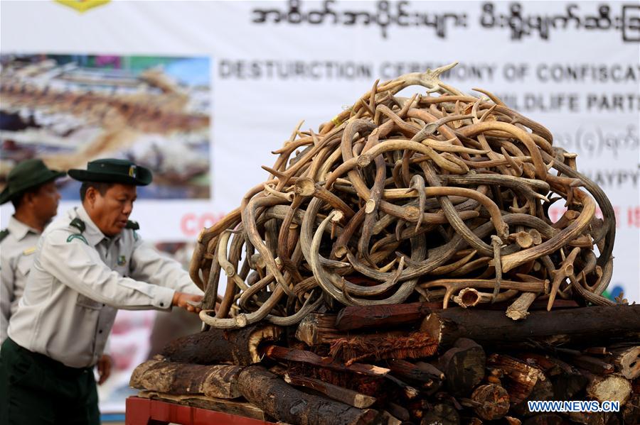 MYANMAR-NAY PYI TAW-ELEPHANT IVORY AND WILDLIFE PARTS-DESTURCTION CEREMONY
