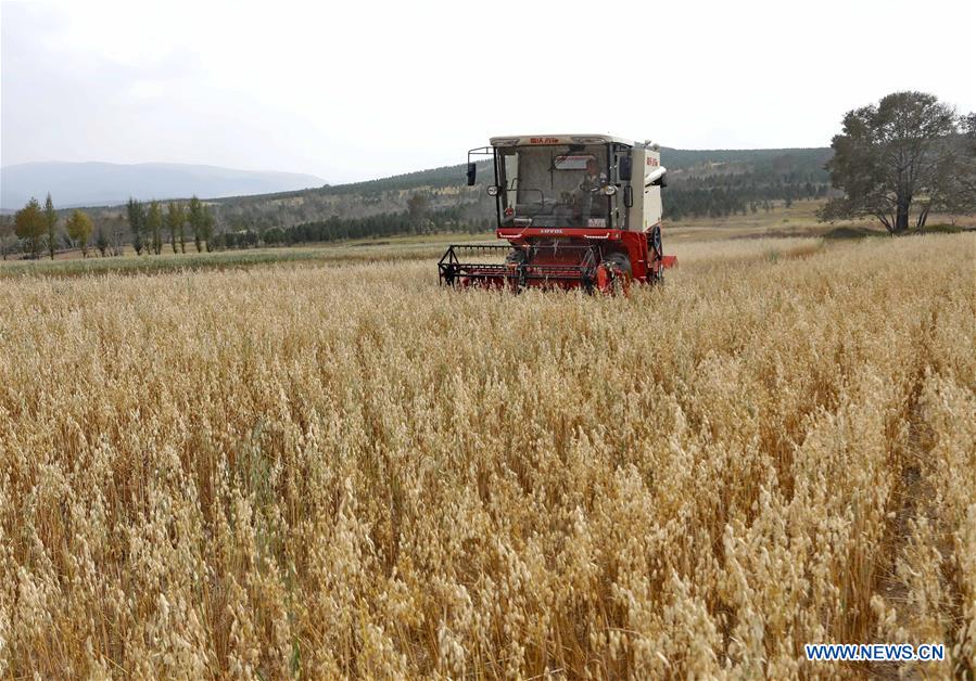 CHINA-HEBEI-HULLESS OAT-HARVEST (CN)