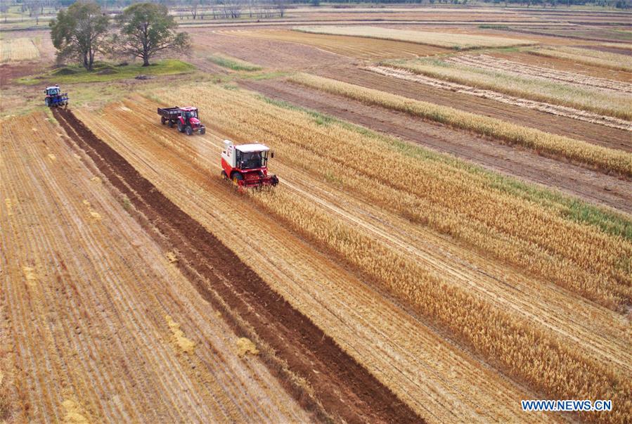 CHINA-HEBEI-HULLESS OAT-HARVEST (CN)