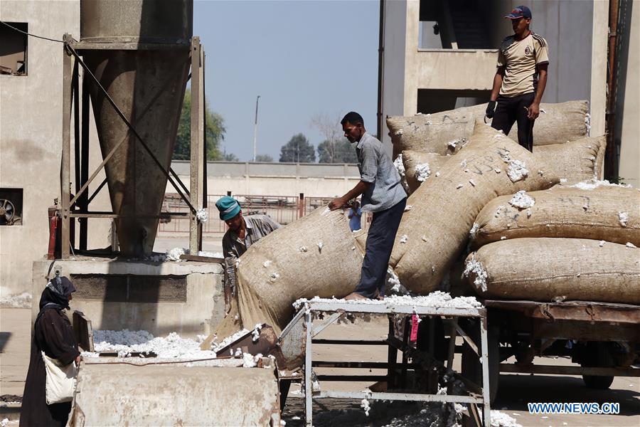 EGYPT-SHARQIYA-ECONOMY-COTTON-EXPORT