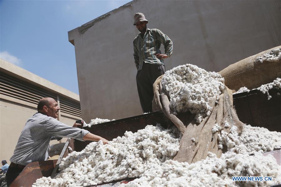 EGYPT-SHARQIYA-ECONOMY-COTTON-EXPORT