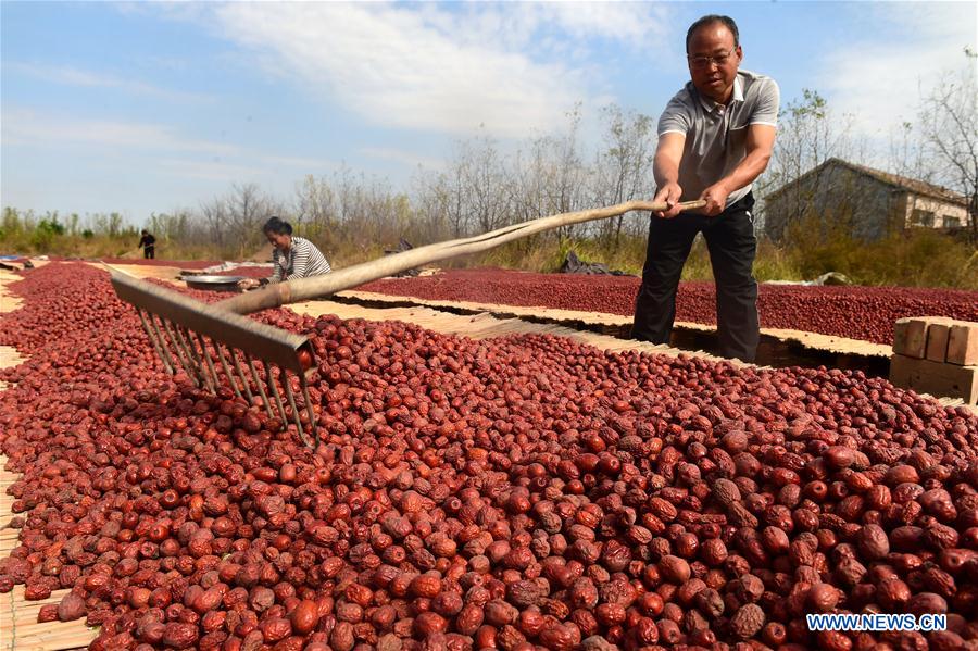 #CHINA-HEBEI-DATE-HARVEST (CN)
