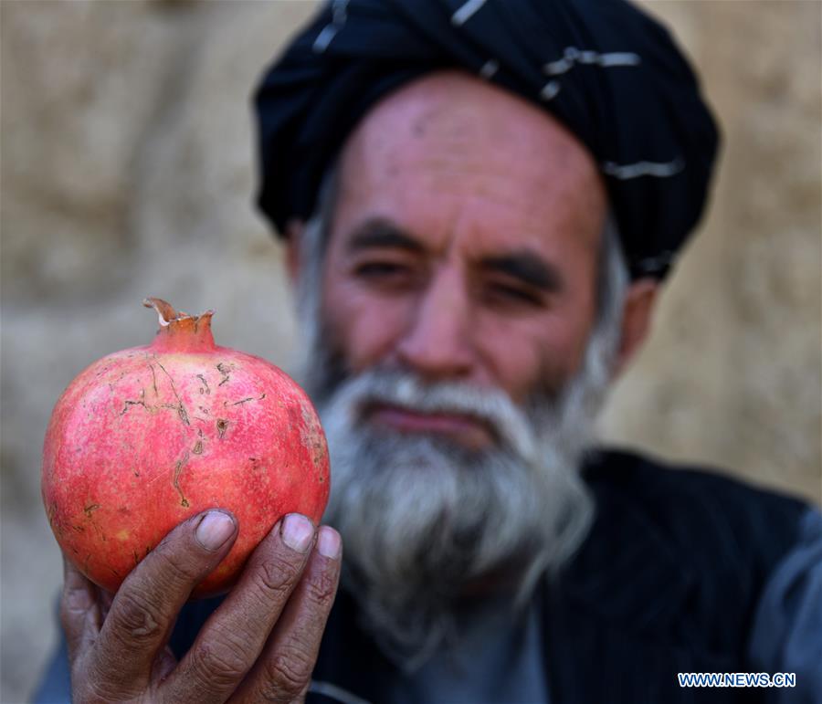 AFGHANISTAN-KANDAHAR-POMEGRANATE