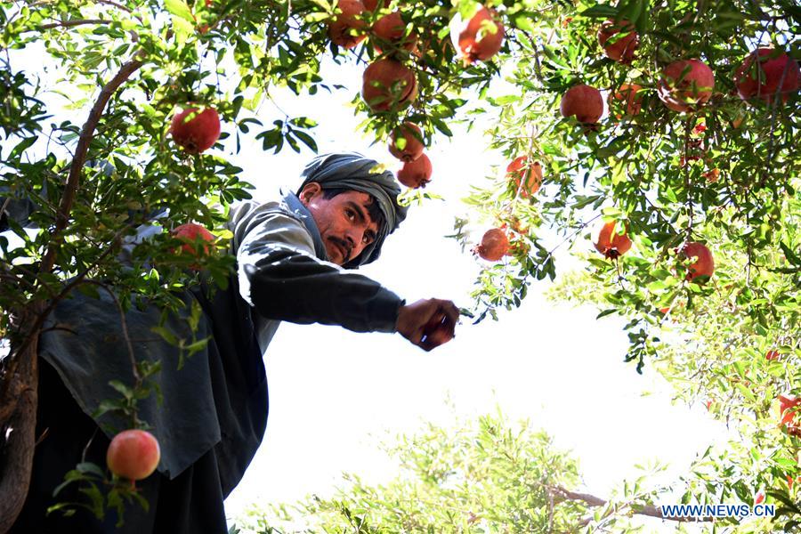 AFGHANISTAN-KANDAHAR-POMEGRANATE