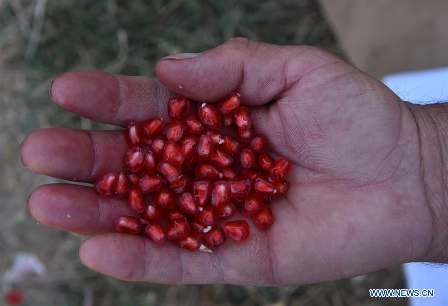 AFGHANISTAN-KANDAHAR-POMEGRANATE