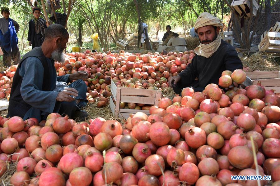 AFGHANISTAN-KANDAHAR-POMEGRANATE