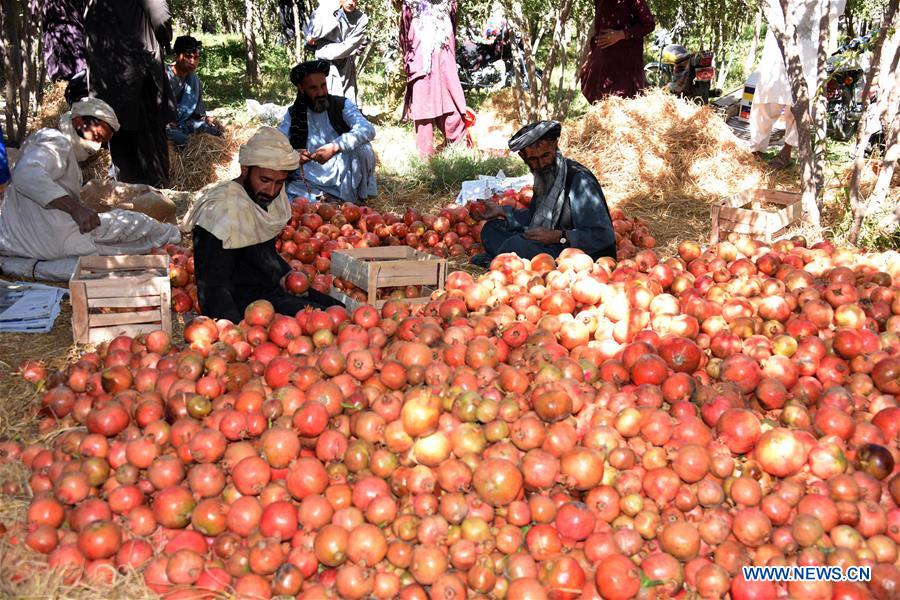 AFGHANISTAN-KANDAHAR-POMEGRANATE
