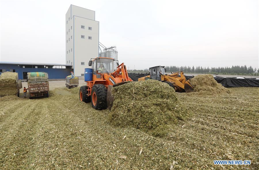 CHINA-HEBEI-AGRICULTURE-FODDER-SILAGE (CN)