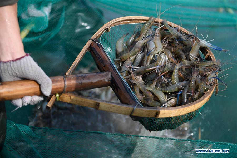 Fishery base staffs busy with work in fishing season for freshwater shrimps  in China's Zhejiang - Xinhua
