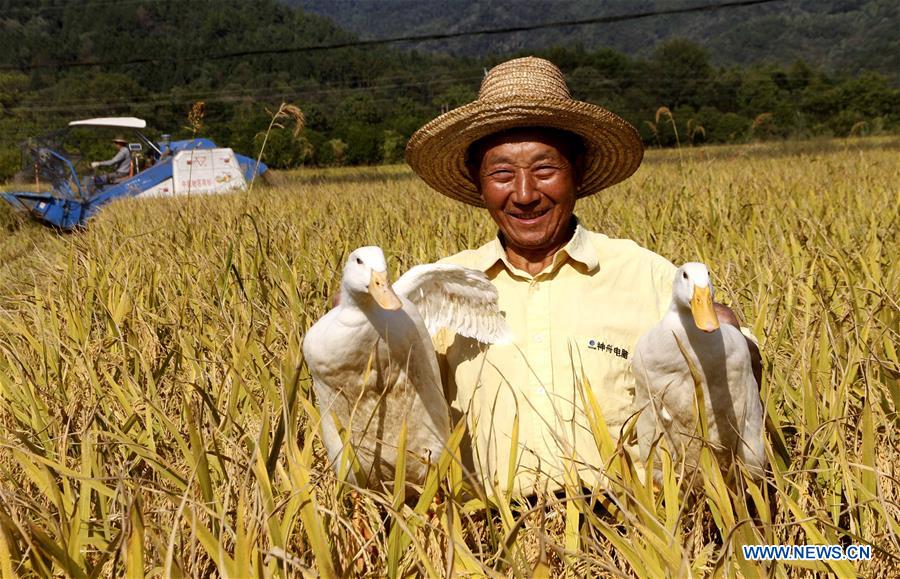 #CHINA-JIANGXI-AGRICULTURE-HARVEST (CN)