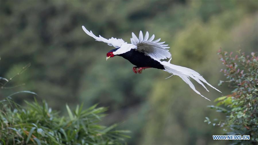 CHINA-VARIOUS WILD BIRDS (CN)