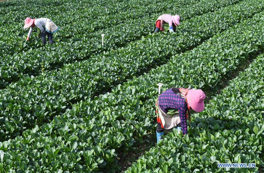 CHINA-YUNNAN-YANSHAN-AGRICULTURE INDUSTRY (CN)