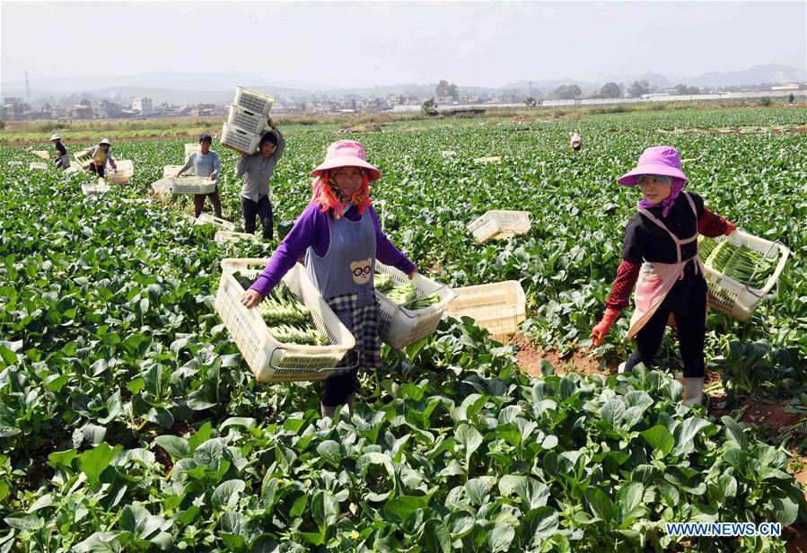 CHINA-YUNNAN-YANSHAN-AGRICULTURE INDUSTRY (CN)