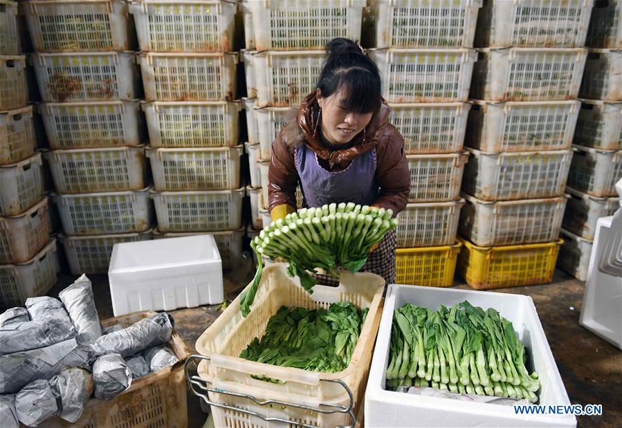 CHINA-YUNNAN-YANSHAN-AGRICULTURE INDUSTRY (CN)