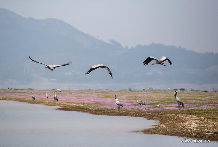 CHINA-JIANGXI-POYANG LAKE-MIGRATORY BIRDS (CN)