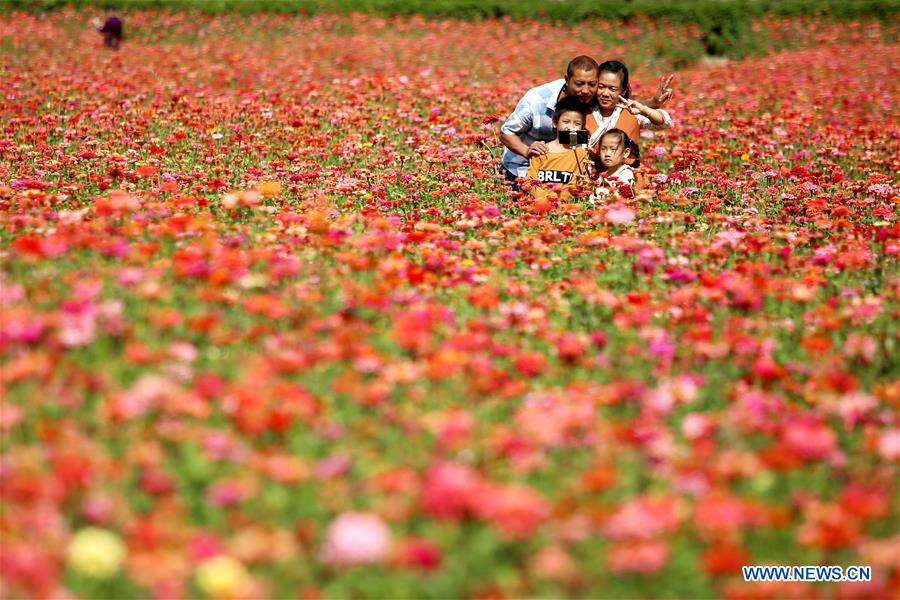 #CHINA-JIANGSU-AUTUMN SCENERY-FLOWER(CN)