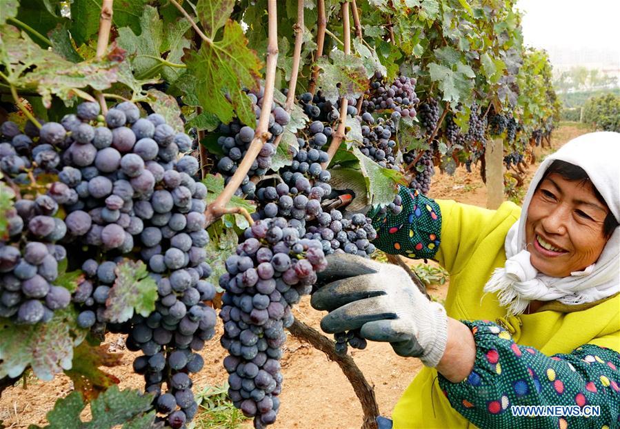 Wine grapes enter harvest season in north China's Hebei Xinhua