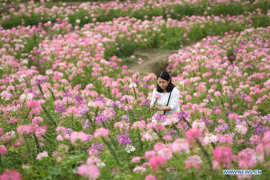 CHINA-FUJIAN-FLOWERS(CN)