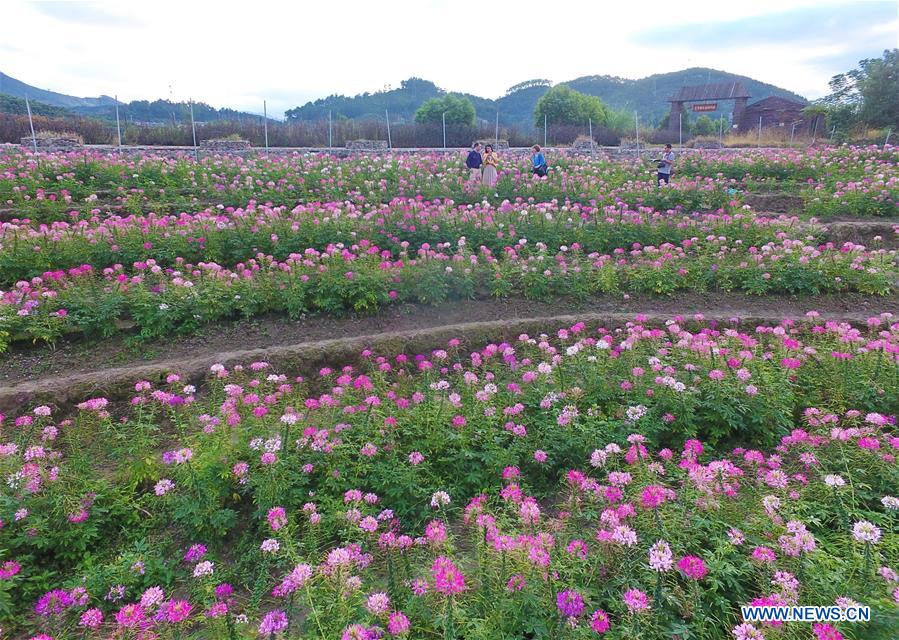 CHINA-FUJIAN-FLOWERS(CN)
