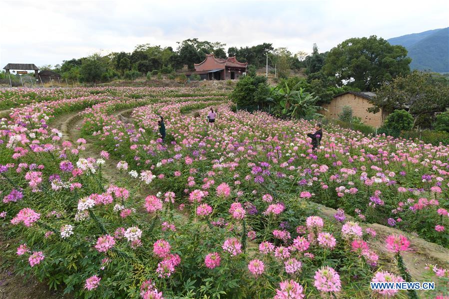 CHINA-FUJIAN-FLOWERS(CN)